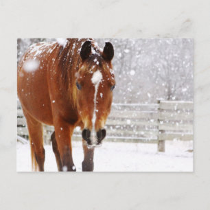 Winter Horse Christmas Holiday Postcard