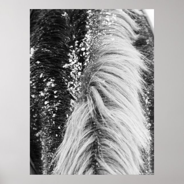 Winter Horse Mane with Snow Poster (Front)