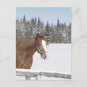 Winter Horse Postcard