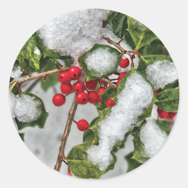 Winter - Ice coated Holly Classic Round Sticker (Front)