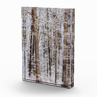 Winter Ice Storm in the Forest