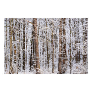 Winter Ice Storm in the Forest Photo Print