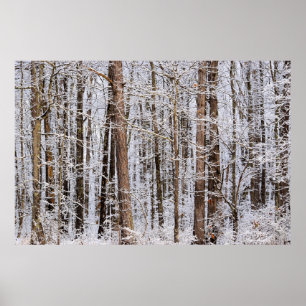 Winter Ice Storm in the Forest Poster