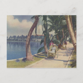 Winter in Florida, 1908 Postcard