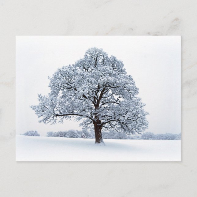 Winter in Heaton Park Postcard (Front)