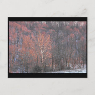 ~ Winter in Lancaster County ~ 10 Postcard