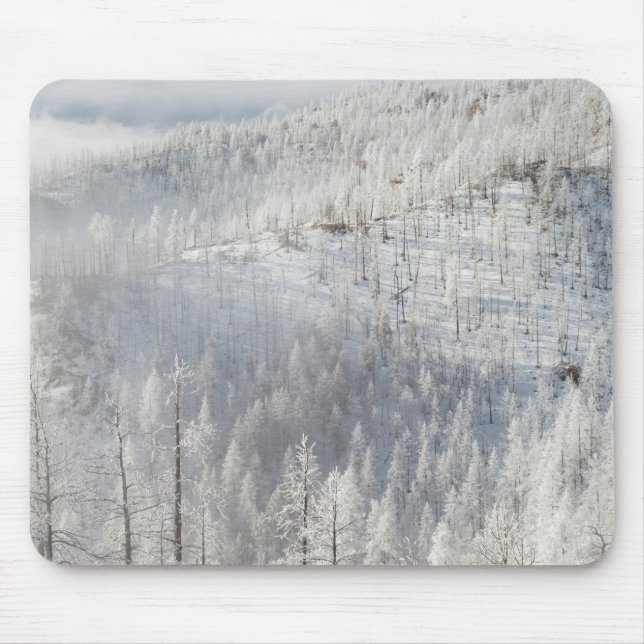 Winter in Pike National Forest Mouse Pad (Front)