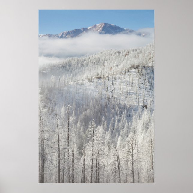 Winter in Pike National Forest Poster (Front)