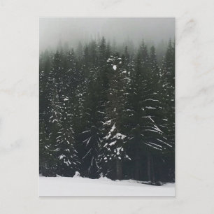 Winter in the Mountain Forest, Oregon Postcard
