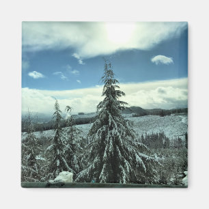 Winter in the Tillamook State Forest, Oregon Magnet