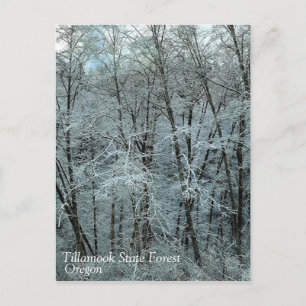 Winter in the Tillamook State Forest, Oregon Postcard