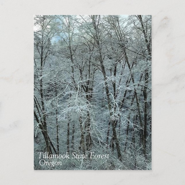 Winter in the Tillamook State Forest, Oregon Postcard (Front)