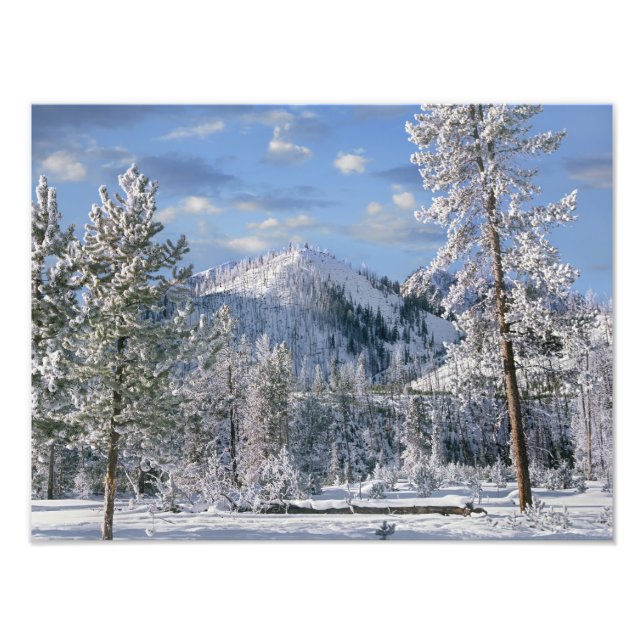 Winter in Yellowstone National Park, Wyoming Photo Print (Front)