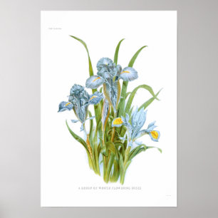 Winter Irises Poster