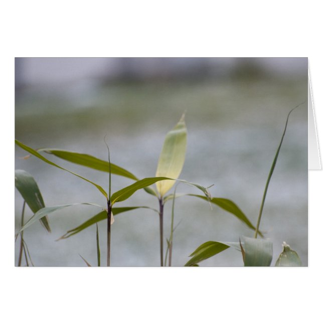 winter is coming (Front Horizontal)