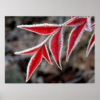 Winter is near poster