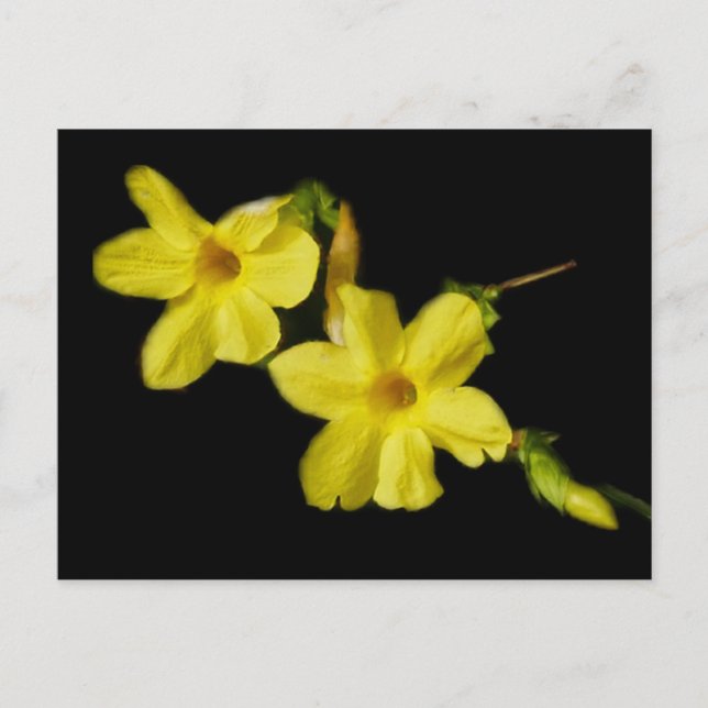 Winter Jasmine Postcard (Front)