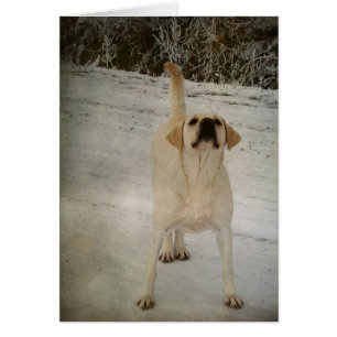 Winter Lab