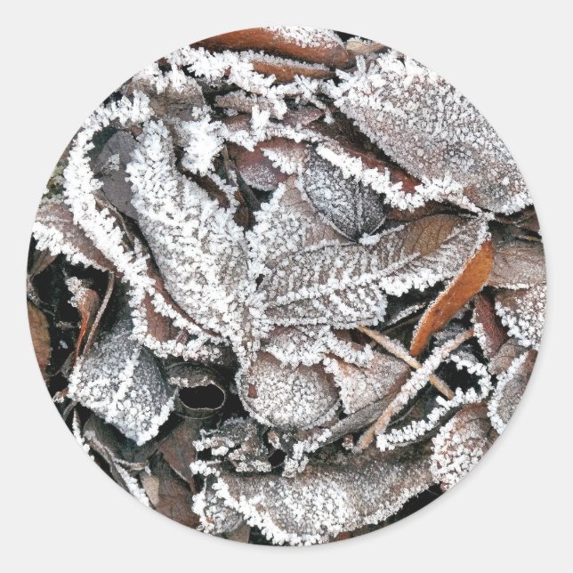 WINTER LEAVES CLASSIC ROUND STICKER (Front)