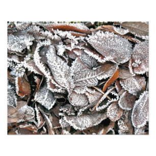 WINTER LEAVES PHOTO PRINT