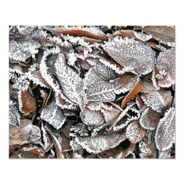 WINTER LEAVES PHOTO PRINT (Front)