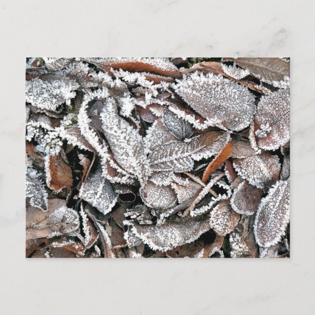 WINTER LEAVES POSTCARD (Front)
