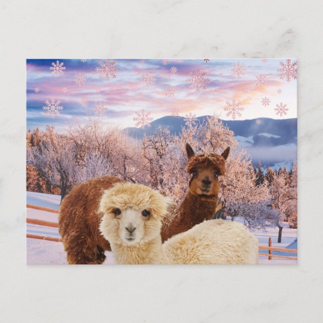 Winter Llamas Postcard (Front)