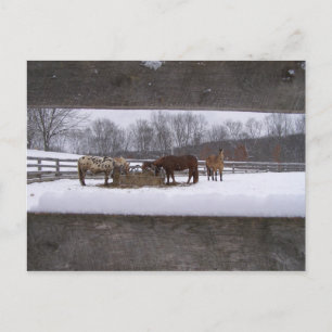 Winter meal Postcard