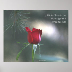WInter Moonlight Rose Poster: ROSE & PROSE 20x16 Poster