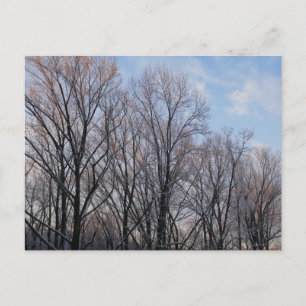 Winter Morning III Nature Landscape Postcard