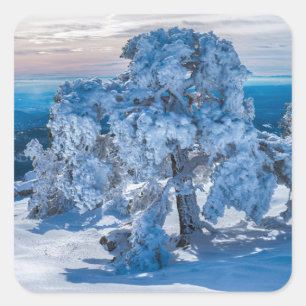 winter morning in field square sticker