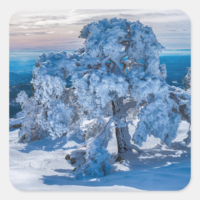 winter morning in field square sticker (Front)