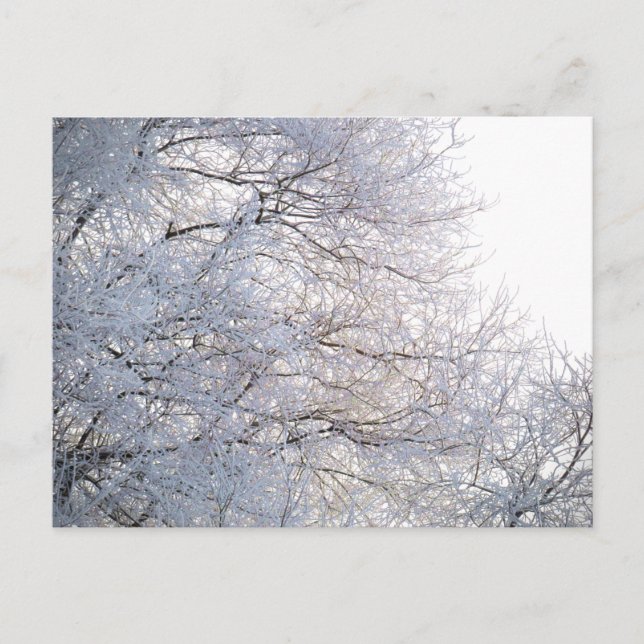 Winter Morning Snow Frosty Branches Nature Postcard (Front)