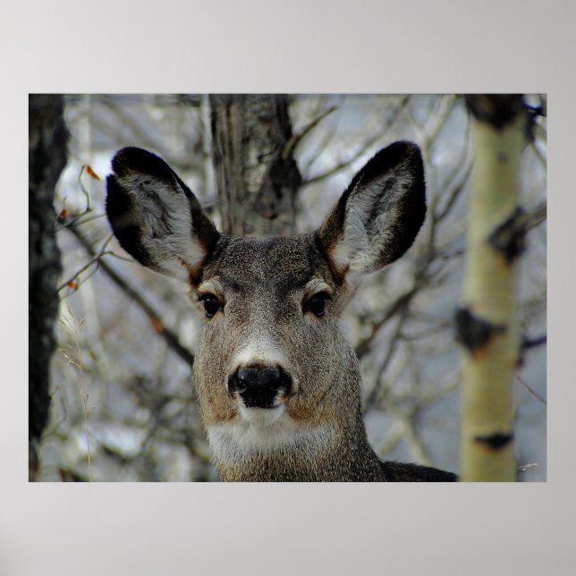 Winter Mule Deer Close-up Poster (Front)