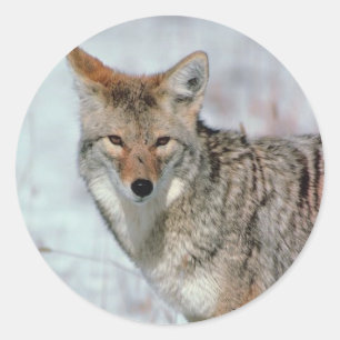 Winter Nature Classic Round Sticker