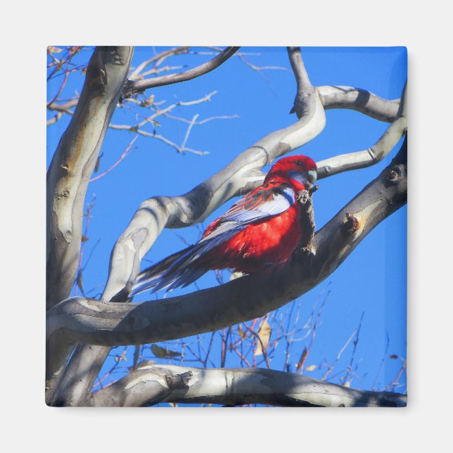 Winter Nature in Canberra Magnet (Front)