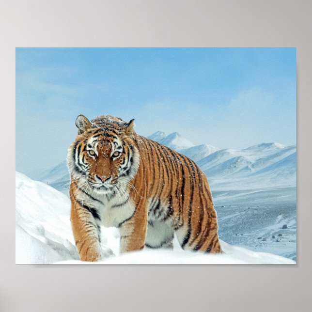Winter Nature Photo Snow Tiger Mountains Poster (Front)