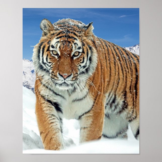 Winter Nature Photo Tiger Snow Mountains Poster (Front)