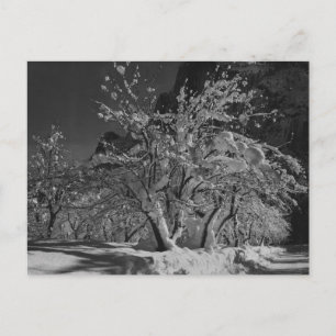 Winter Night Time Postcard