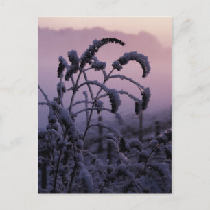 Winter, Norfolk, England - Postcard