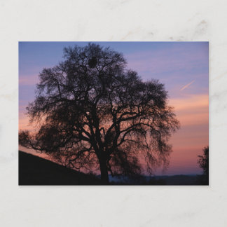 Winter Oak at Sunset Postcard