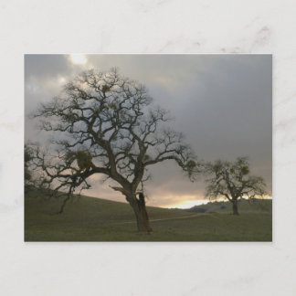 Winter Oaks with Mistletoe Postcard