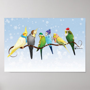 Winter Parakeets & Cockatiels Poster