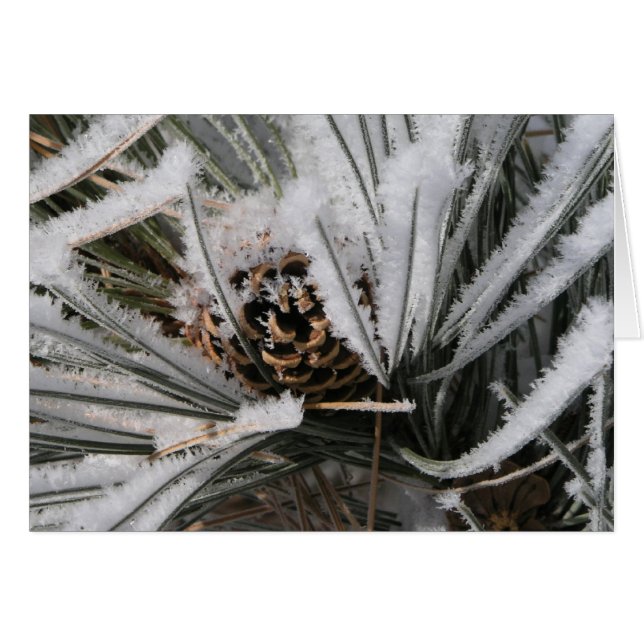 Winter Pine Cone (Front Horizontal)