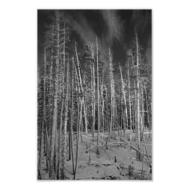 Winter Pines in Yellowstone Photo Print (Front)