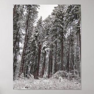 Winter Pines tall trees in snow Poster