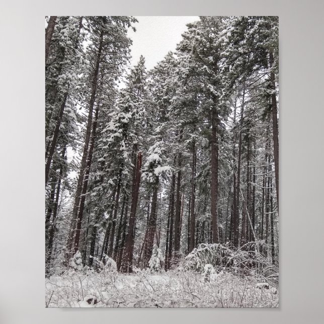 Winter Pines tall trees in snow Poster (Front)