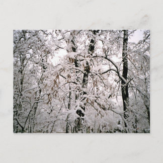 Winter Postcard