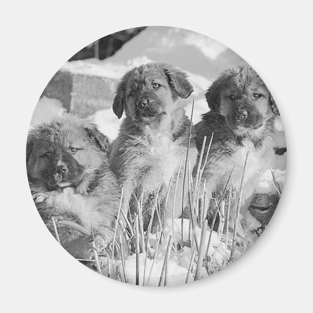 Winter Puppies Magnet (Front)