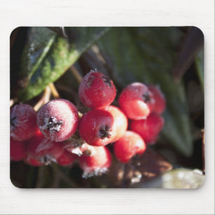 winter red berries, evergreen bush, green, 浆 果 mouse pad